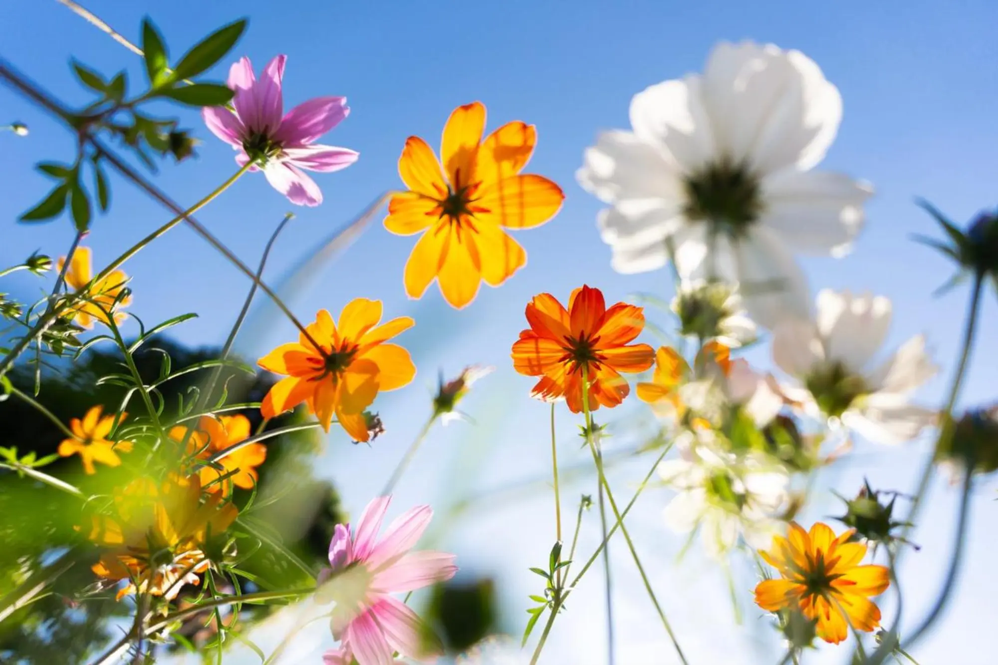19 aprile 2026 - Medicina in fiore - Festa di Primavera 2026 
