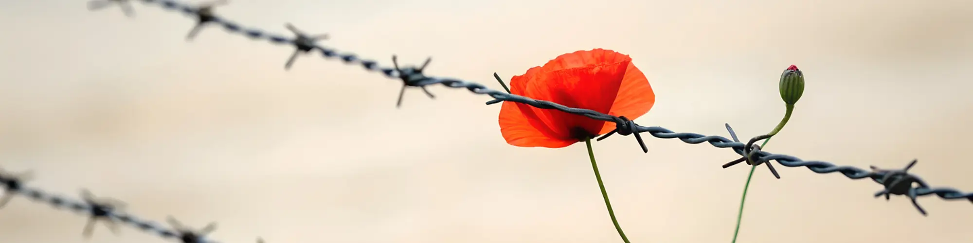 Dall'Istria a Bologna