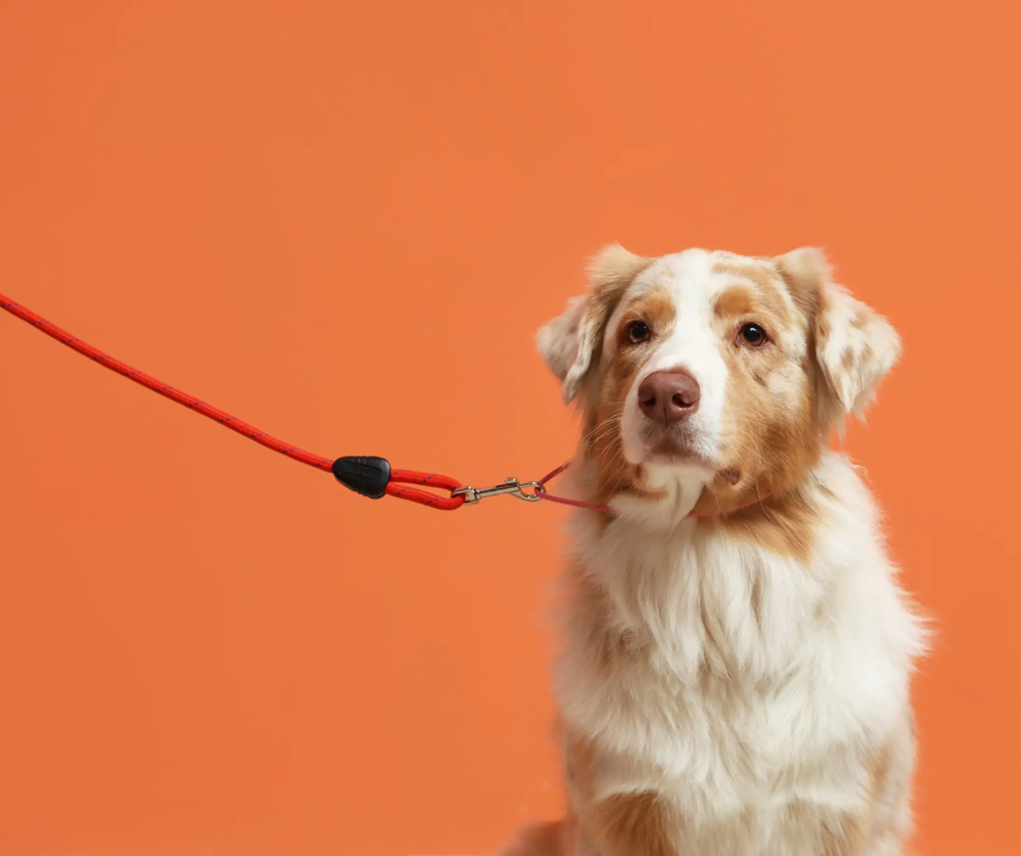 Patentino nazionale cane buon cittadino CAE - 1