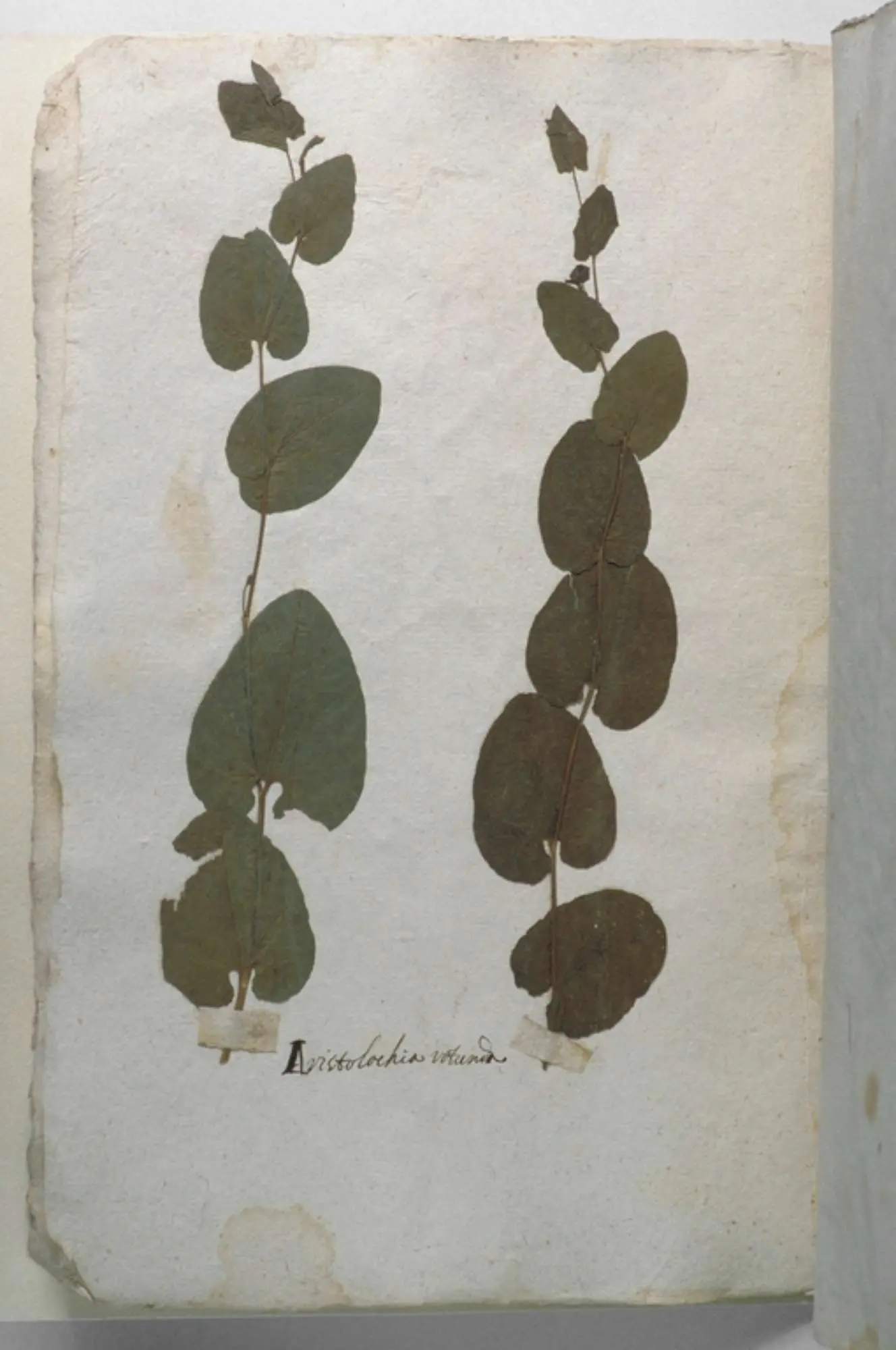 Dagli erbari storici all’ecologia delle interazioni: piante dal passato e impollinatori per il futuro