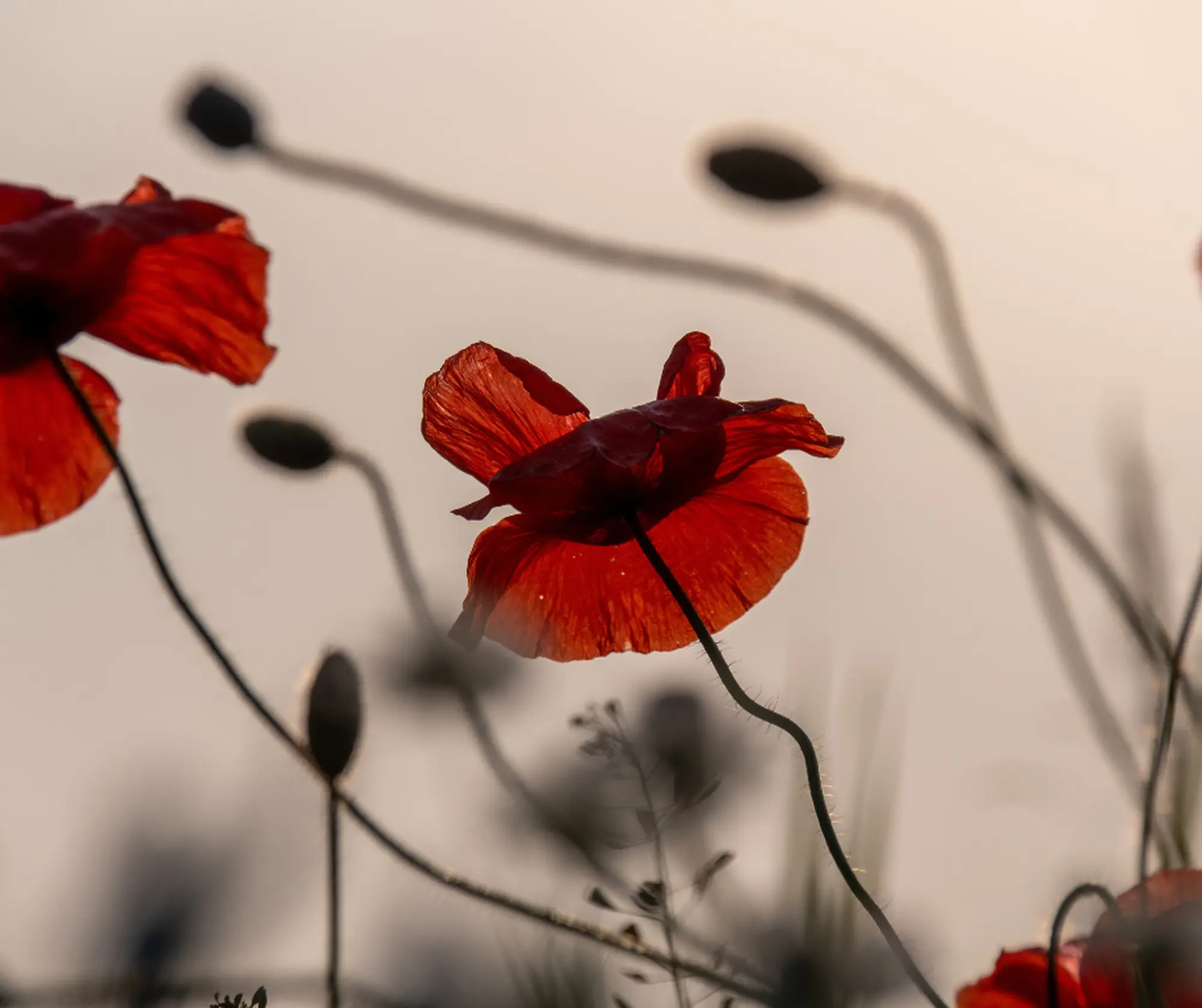 Festa della liberazione 2026