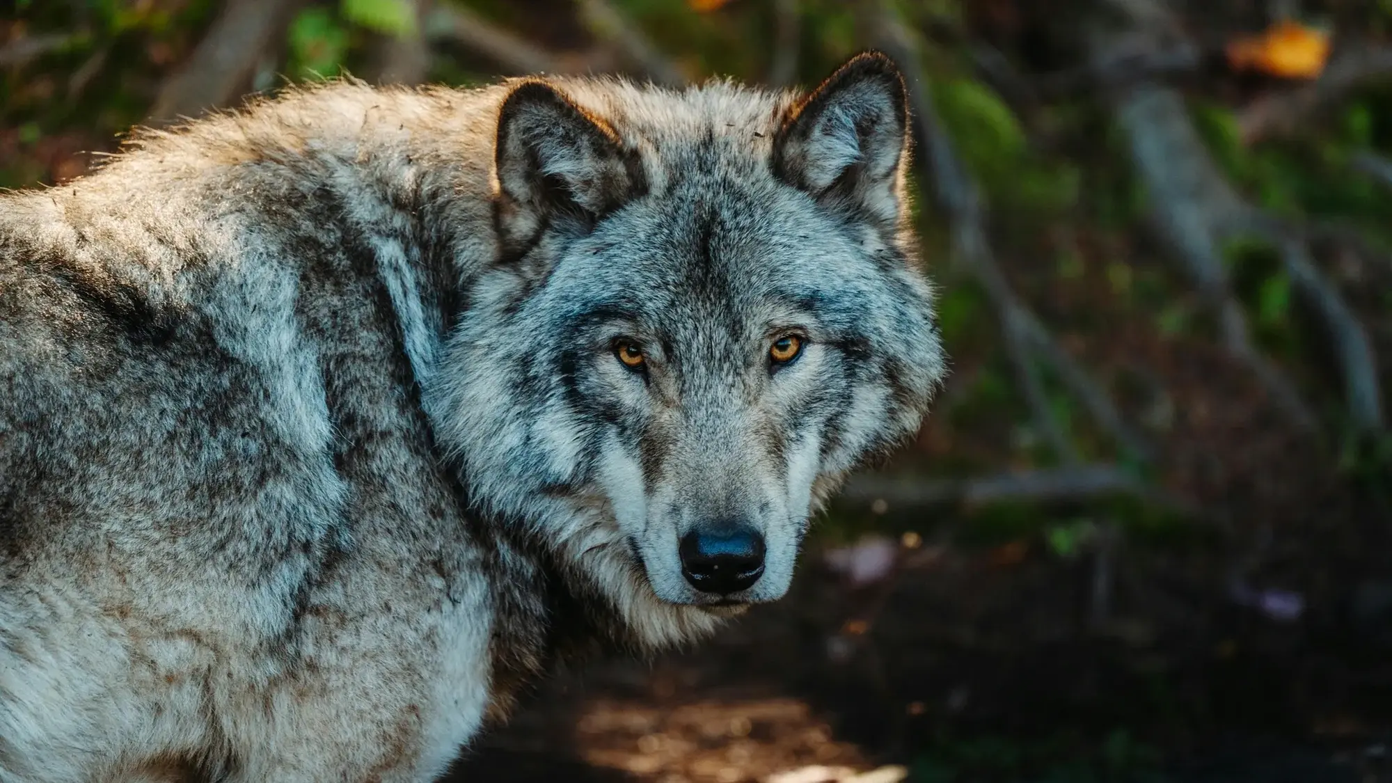 La fauna intorno a noi