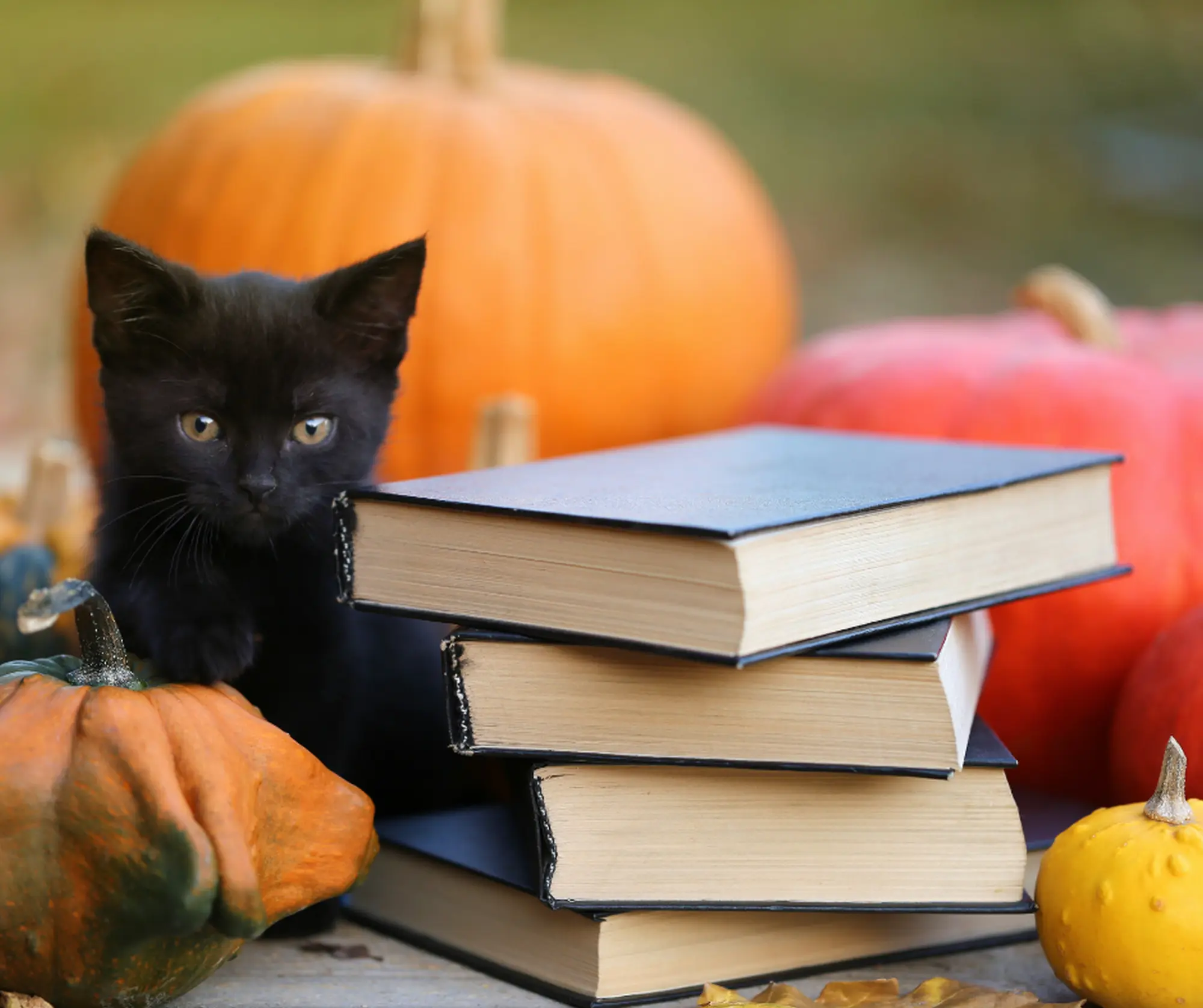 Aspettando Halloween… le Stregatte raccontano!