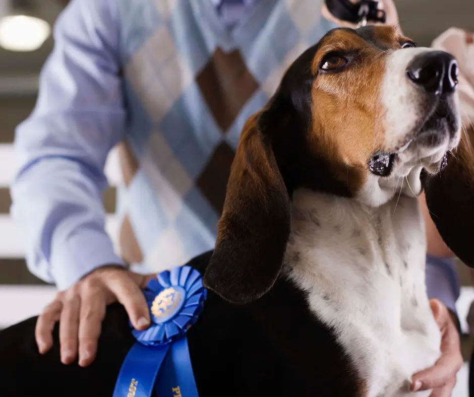 Esposizione regionale canina