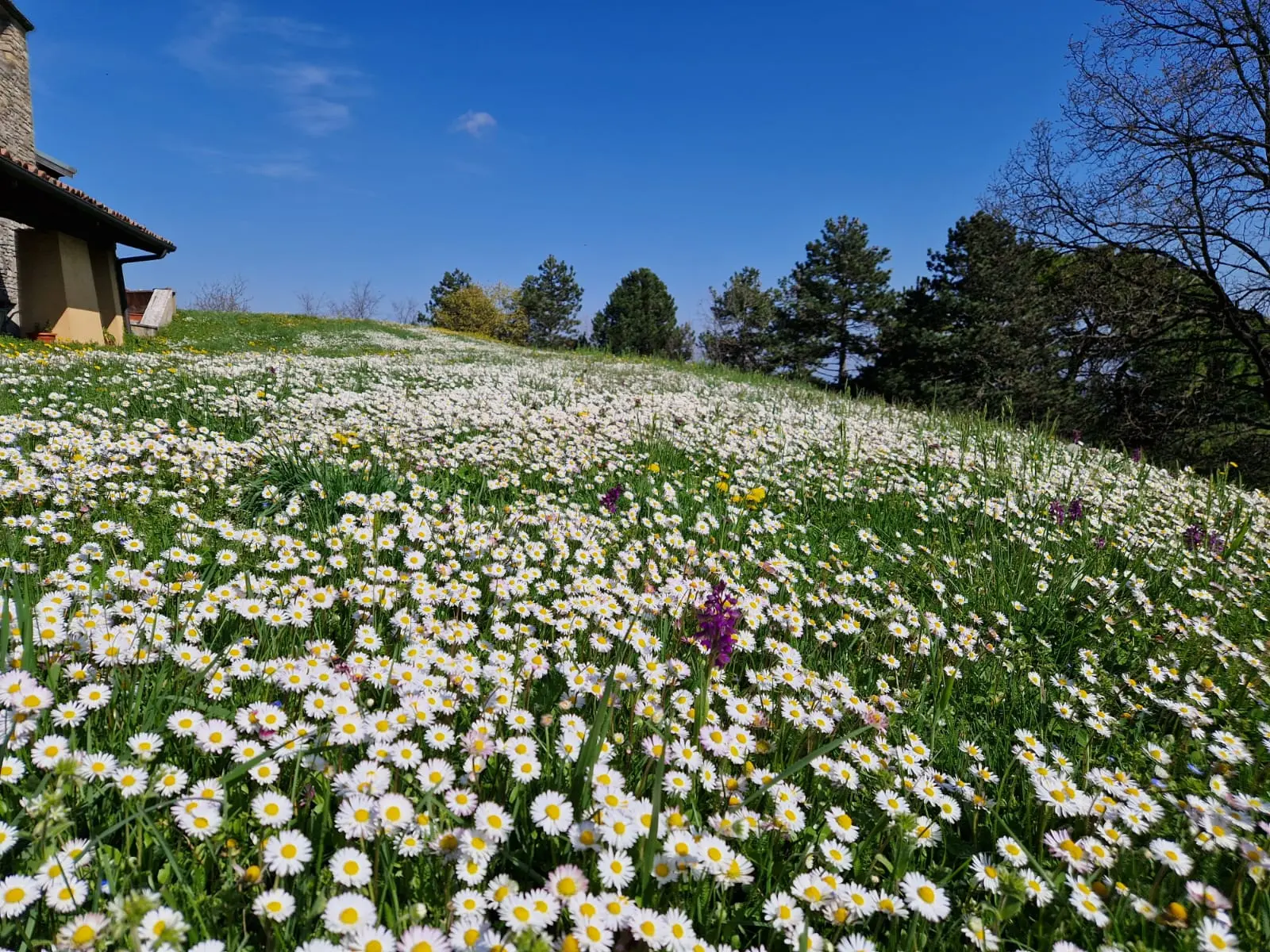 Festa di primavera