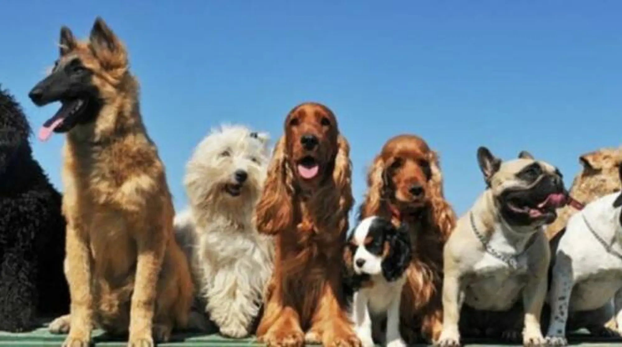 Sfilata canina amatoriale
