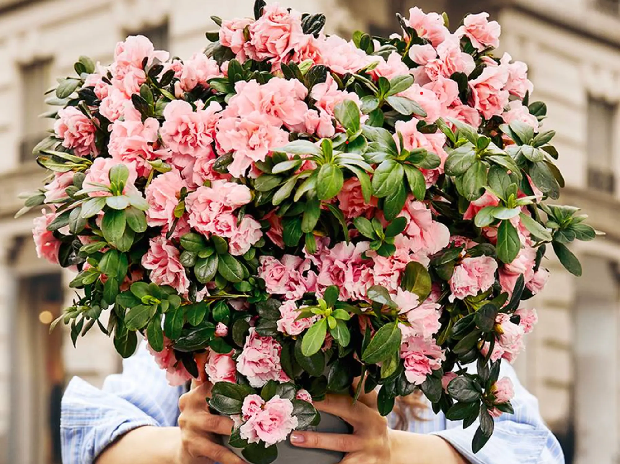 Azalea per la ricerca Airc