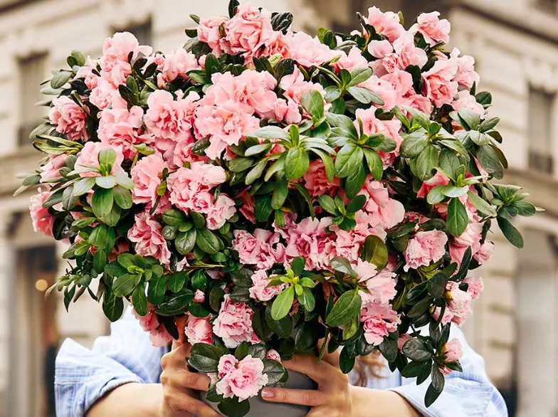 Azalea per la ricerca Airc