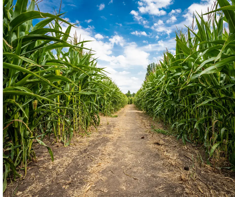 Crop Circles - Labirinto di mais 