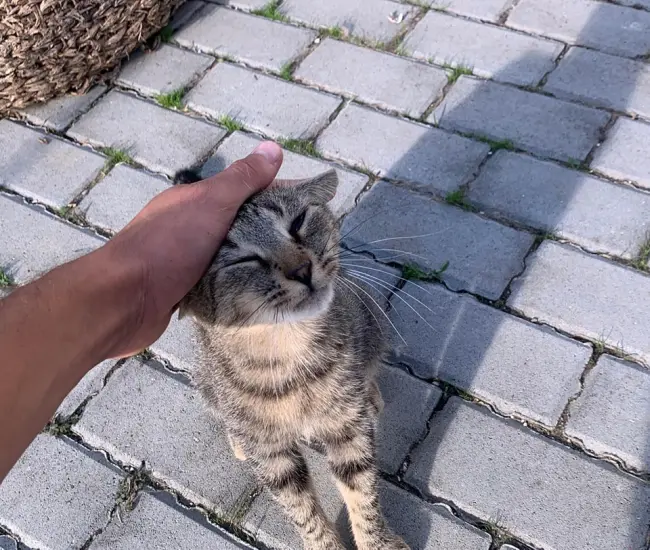 Gattile di Medicina 