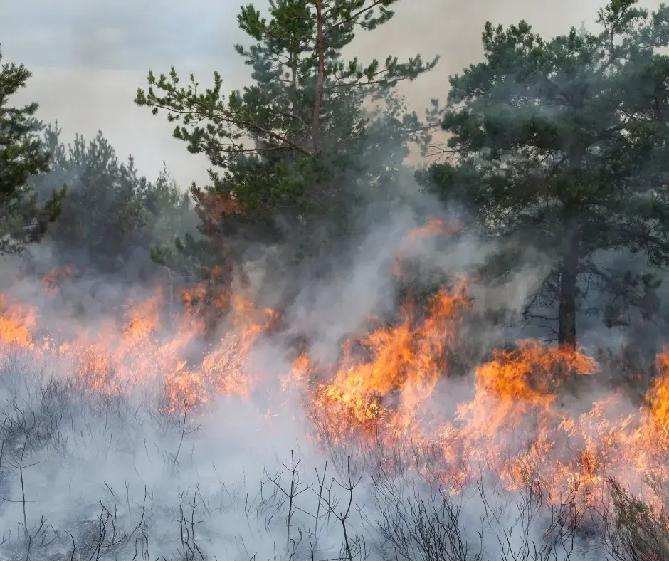 Attivazione fase di attenzione per gli incendi boschivi 