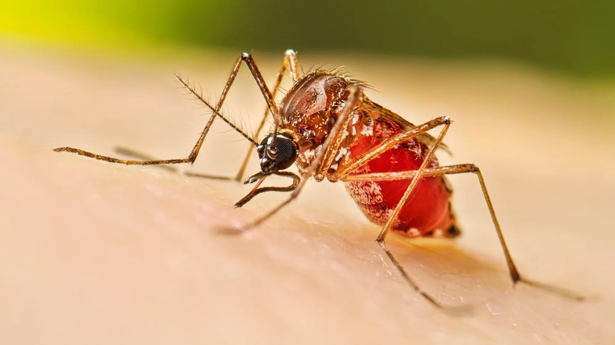 Caso importato di Dengue a Medicina,  attivato il protocollo straordinario di disinfestazione