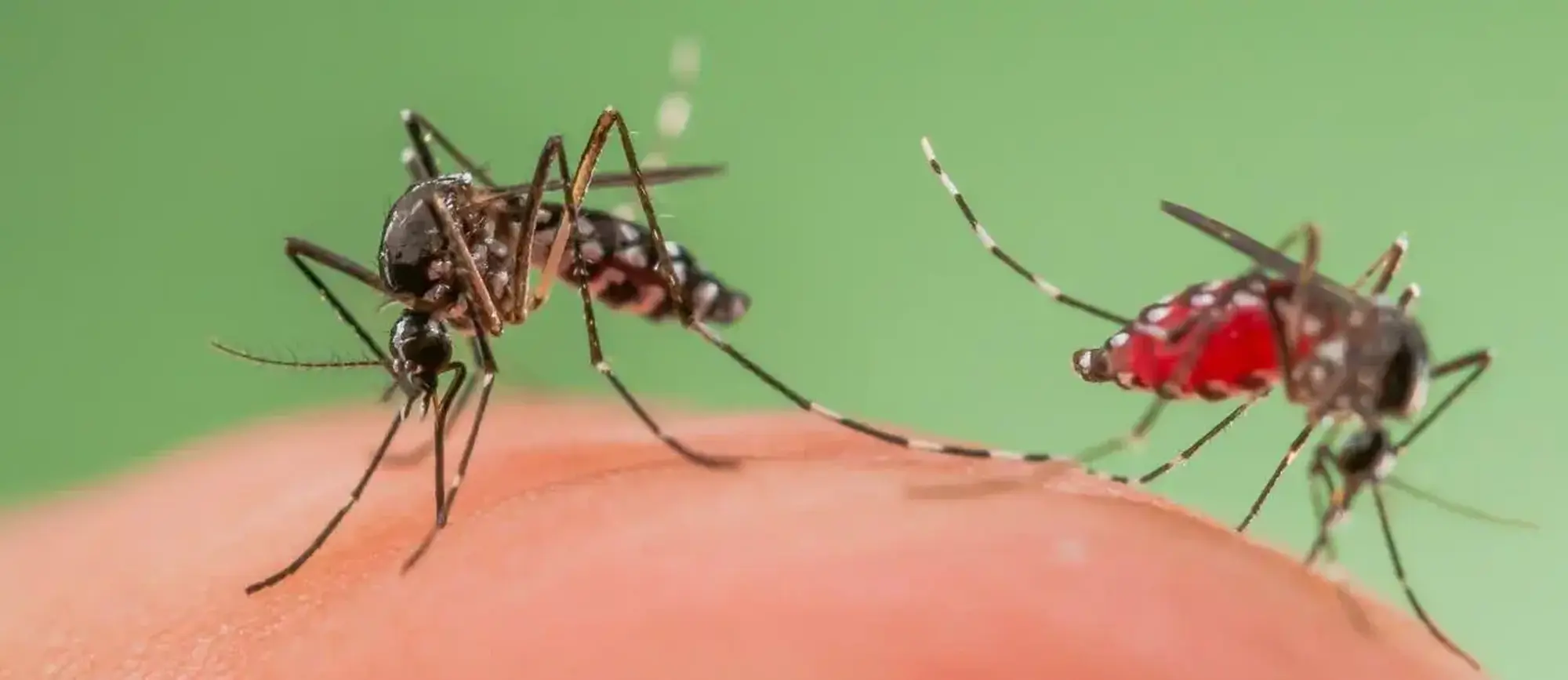 Lotta alla zanzara tigre e comune 2026