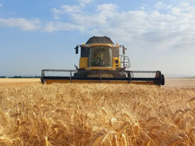 Al via la campagna di trebbiatura del frumento nel Comune di Medicina