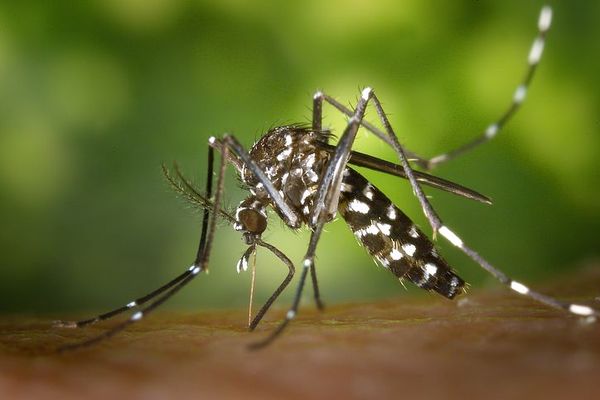Lotta alle zanzare: ritira il prodotto larvicida