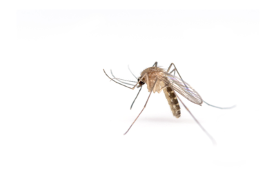 Distribuzione kit stop diffusione della zanzara